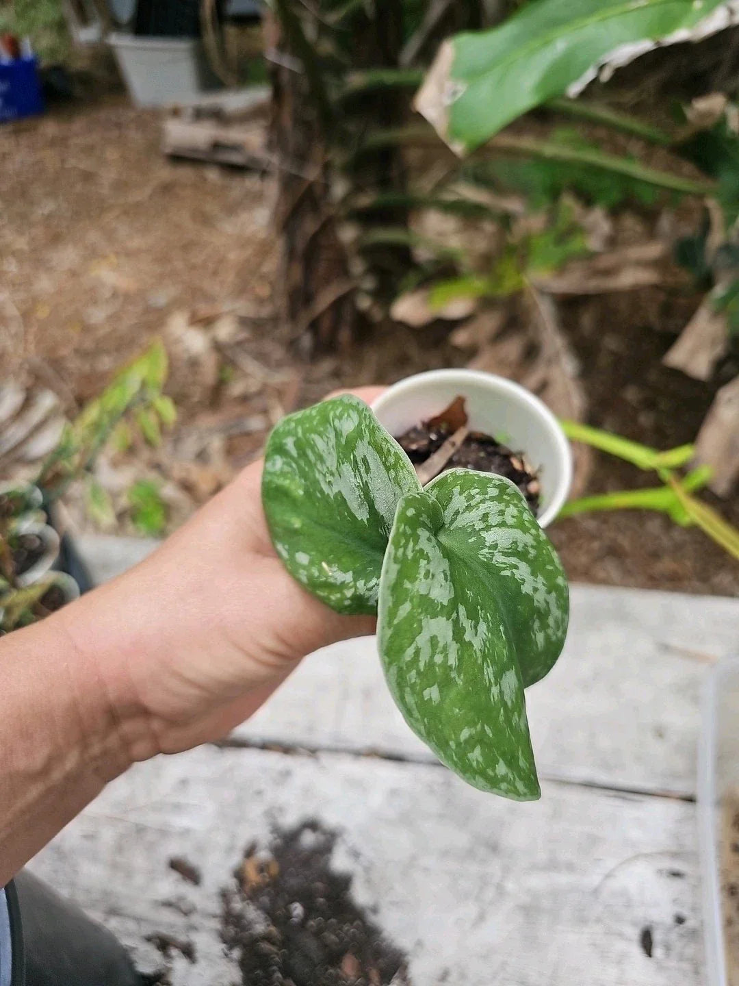 LIVE Scindapsus Exotica Vine Houseplant in 2.5" Pot – Variegated Indoor Climbing Plant