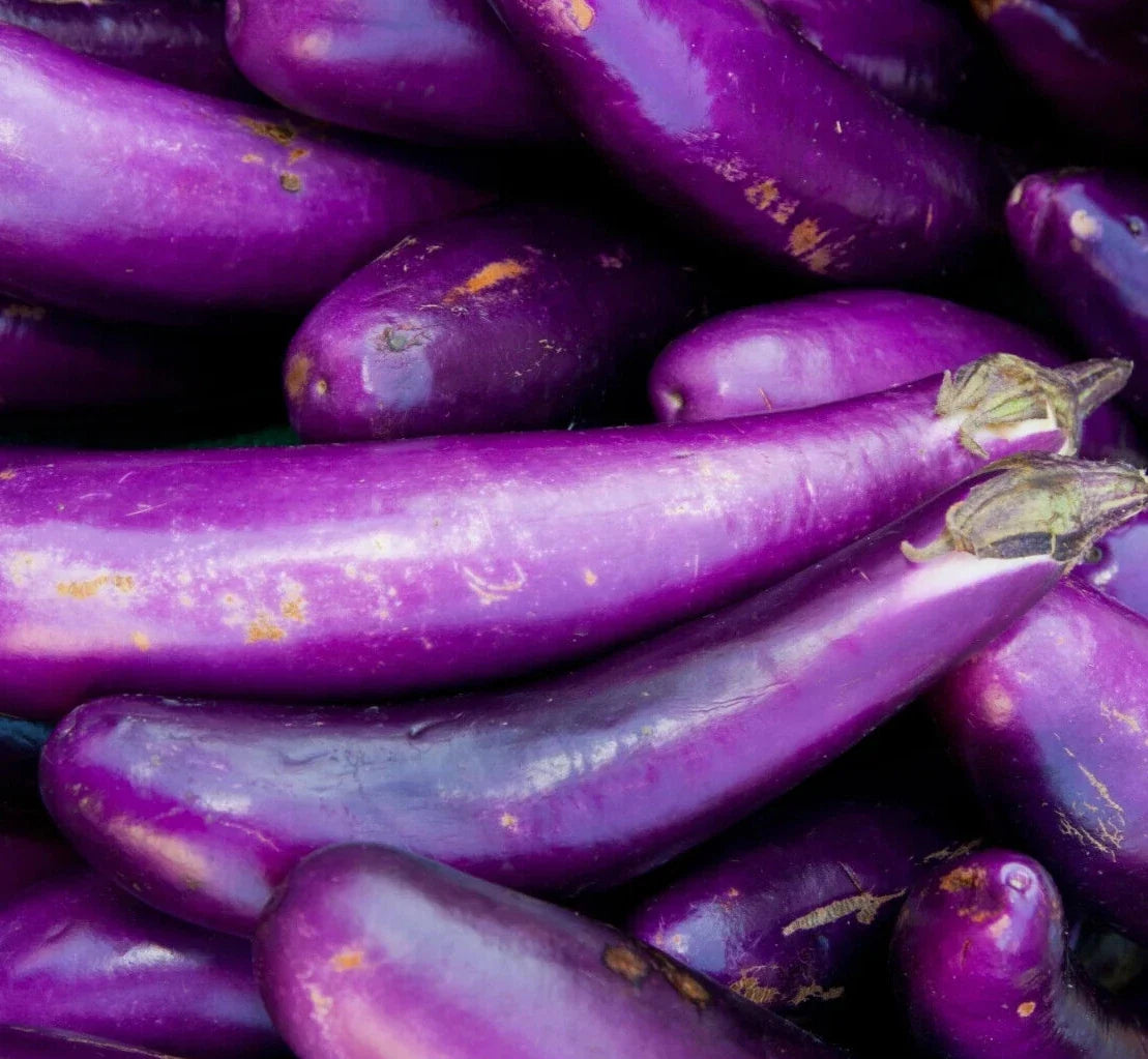 Long Purple Eggplant Seeds - Over 200 Solanum Melongena Heirloom Vegetable Garden Seeds