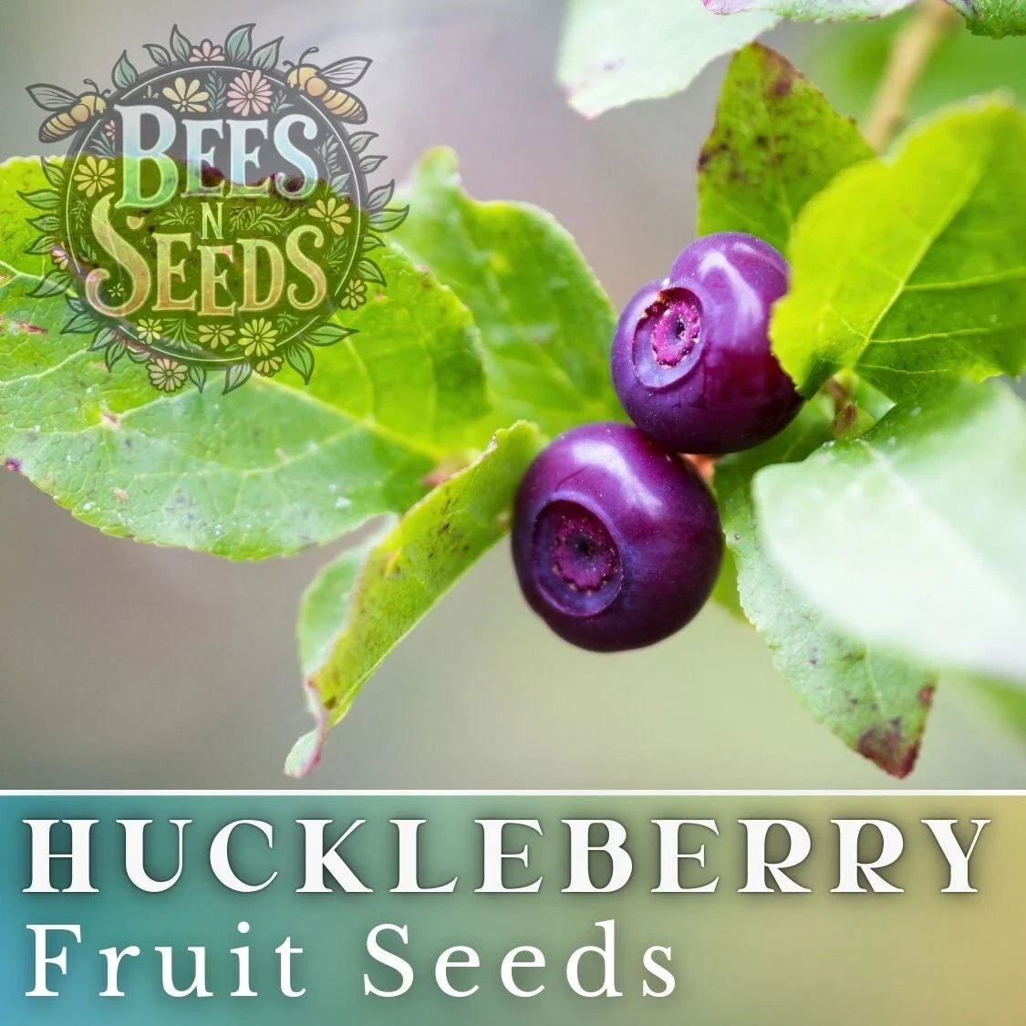 Glacier Huckleberry Seeds - 125 Non-GMO Vaccinium membranaceum Berry Seeds for Garden, Container Growing, Pollinator Attractant