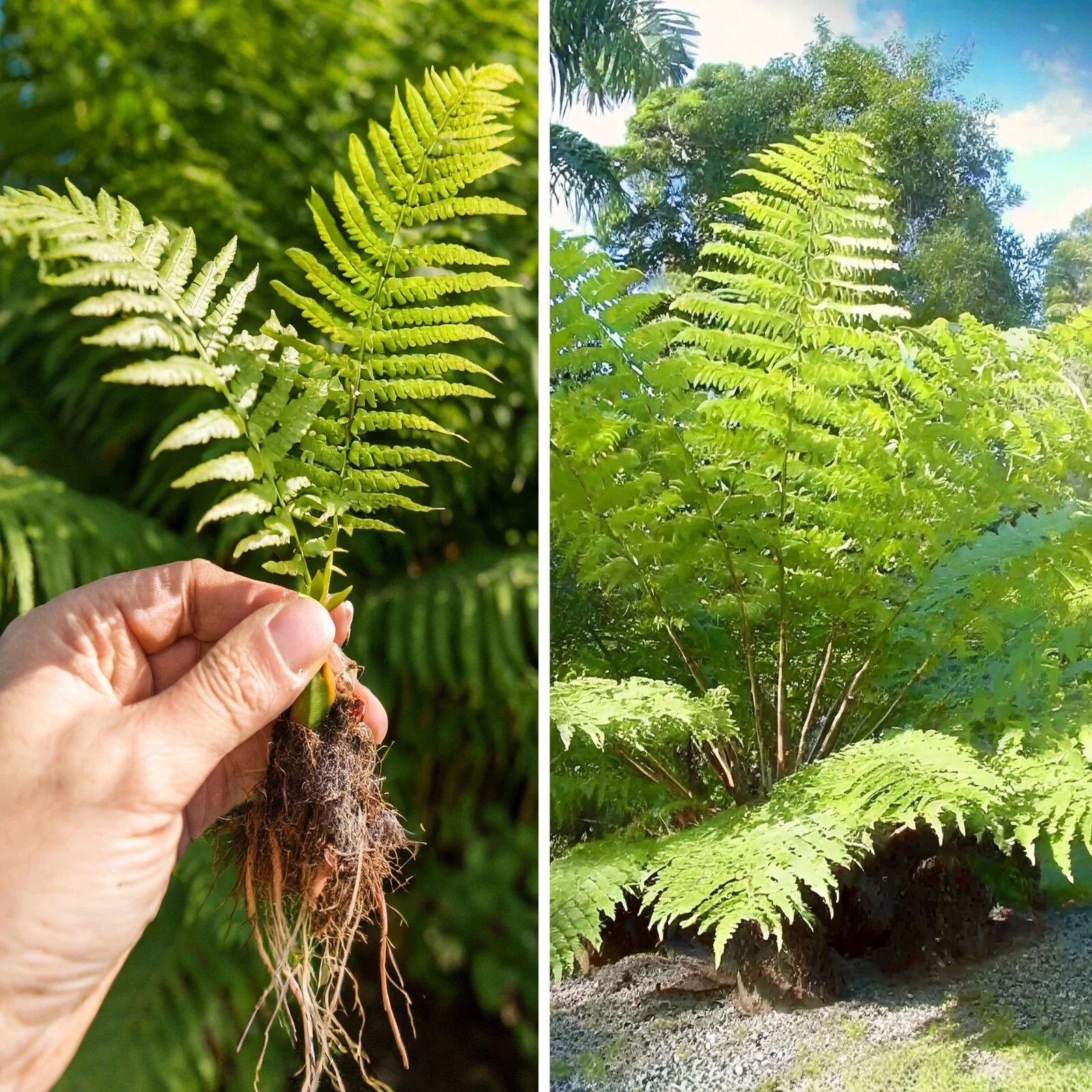 Rare Live Bare Plant – Lophosoria quadripinnata Giant Tree Fern – 6" Rooted Fern for Indoor & Outdoor Gardens