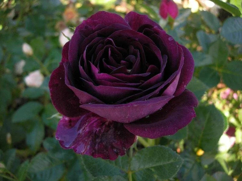 Dark Purple Rose Seeds - Perennial Bush Seeds for Garden Borders & Hedges - Rosa spp.