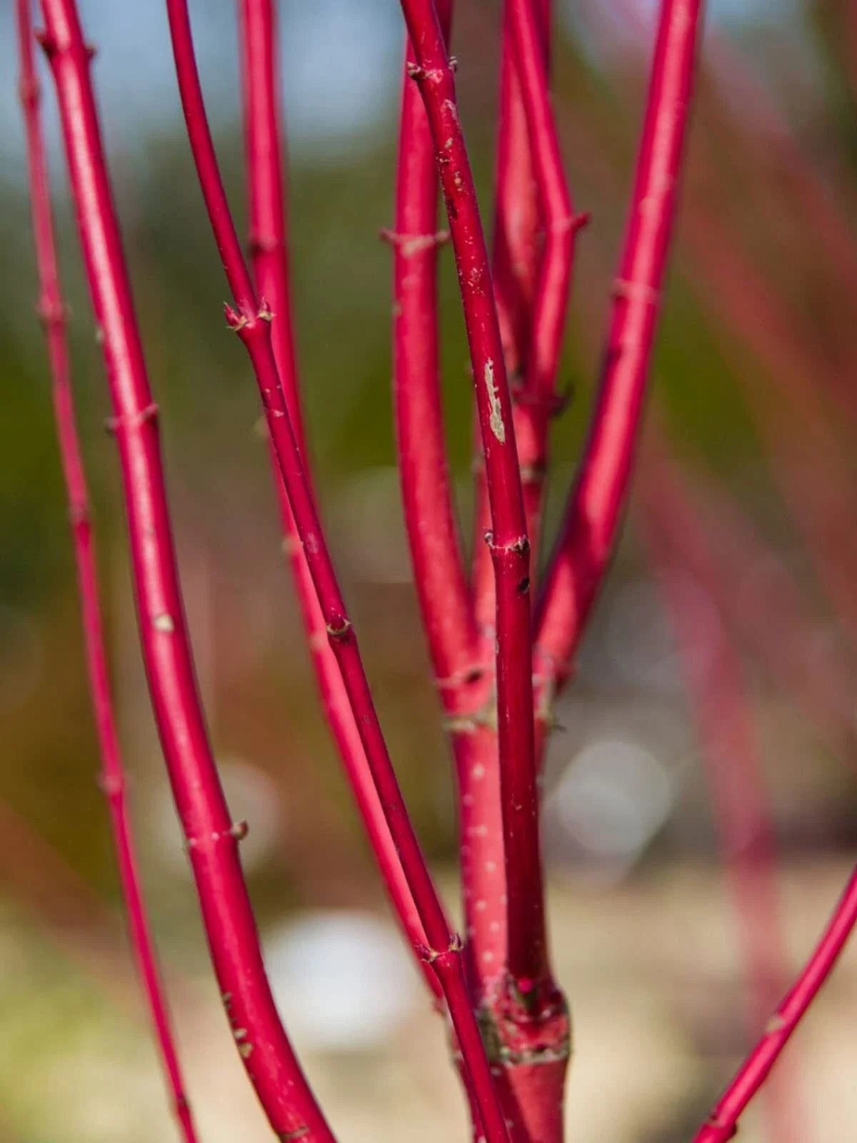 Red Dogwood Cuttings 2 Pack No Roots Vibrant Red Bark Cornus florida Easy to Grow
