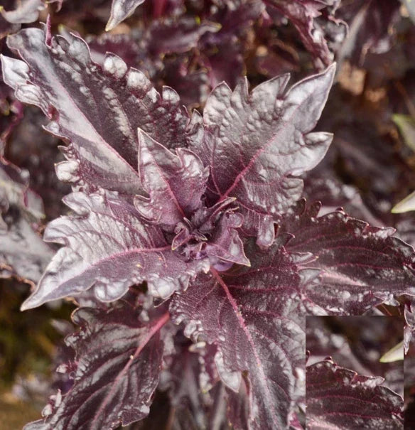 Purple Ruffles Basil Seeds - Non-GMO Heirloom Variety, 500 Pack, Aromatic, Antioxidant, Ocimum basilicum