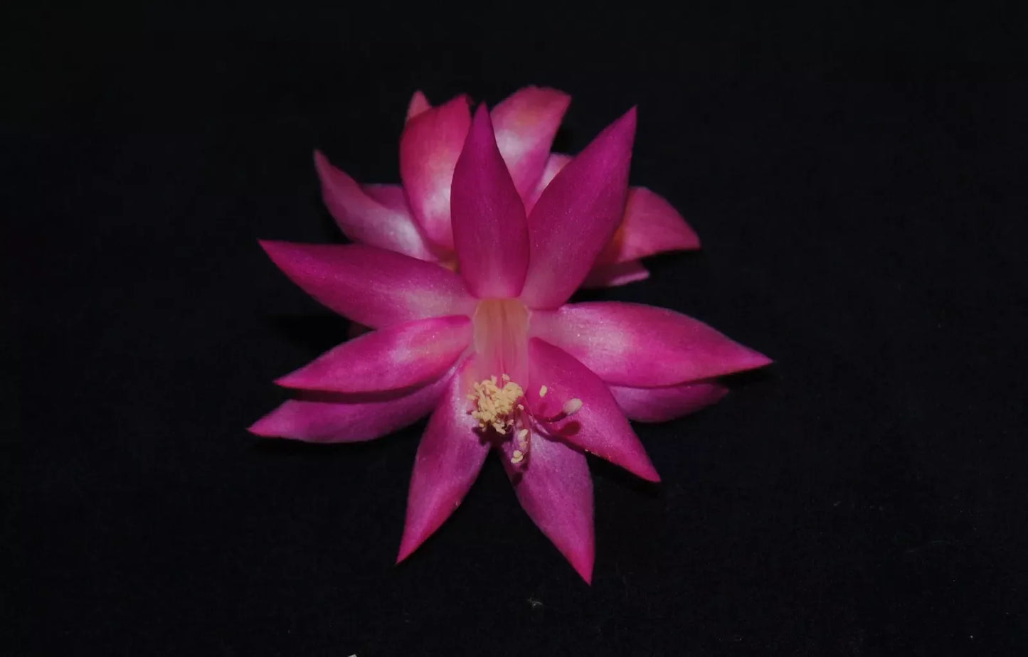Christmas Cactus Starter Plant - Small Healthy Vista Beauty - Schlumbergera Truncata