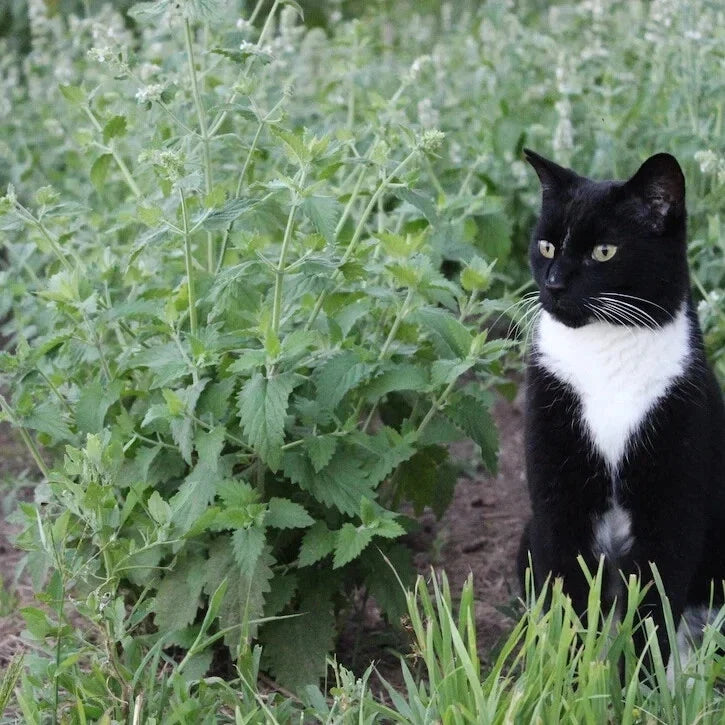 Catnip Seeds - Organic Nepeta cataria Herb Seeds for Gardening, Attracts Cats & Pollinators, 15 Pack