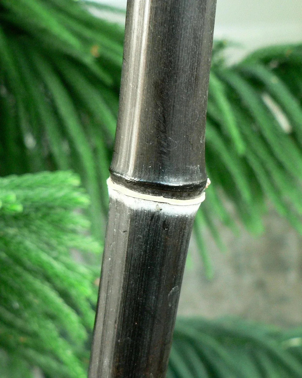 Black Bamboo Plant 1 Gallon - Phyllostachys Nigra with Unique Black Stems