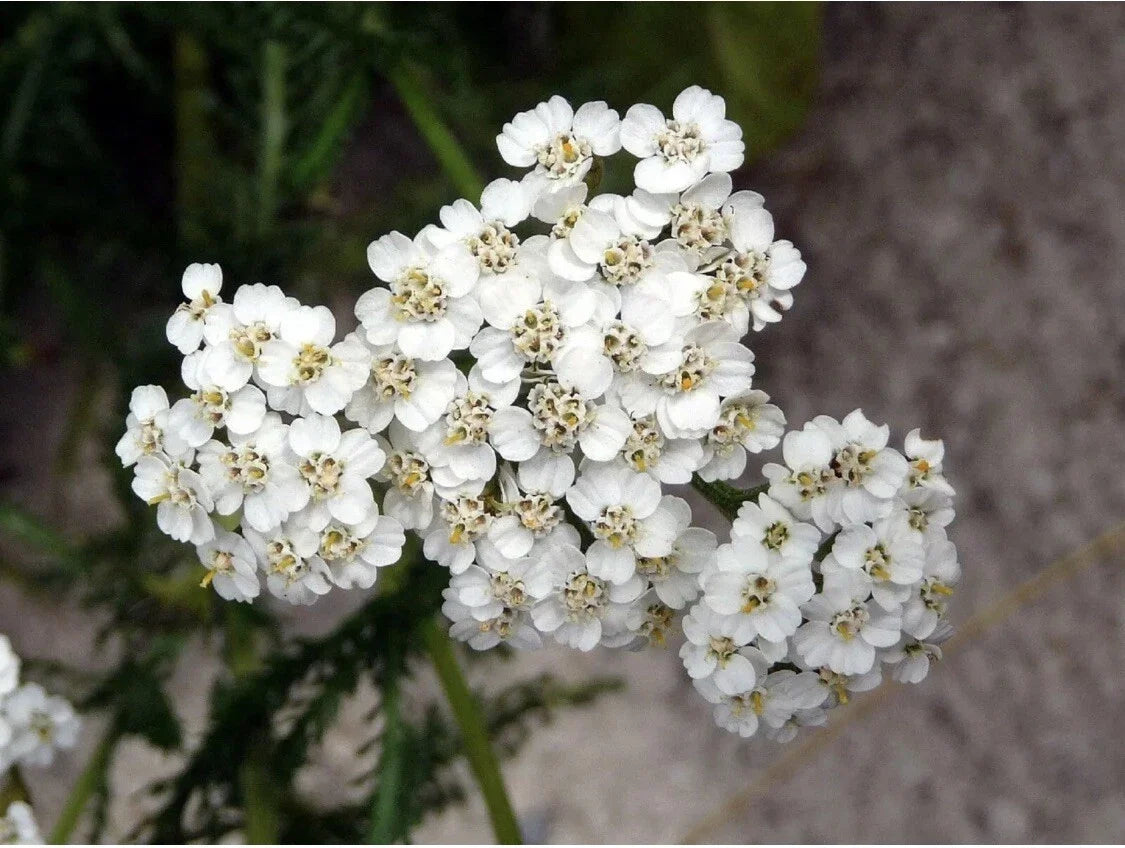 Yarrow Seeds - 100+ Perennial White Edible Medicinal Herb Achillea millefolium, Heirloom, Wildflower, Garden Plant