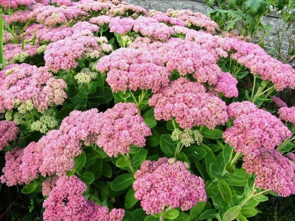 Autumn Joy Sedum Plants – 10 Young Perennials with Pink Flowers – Sedum telephium for Gardens, Borders, Rock Gardens