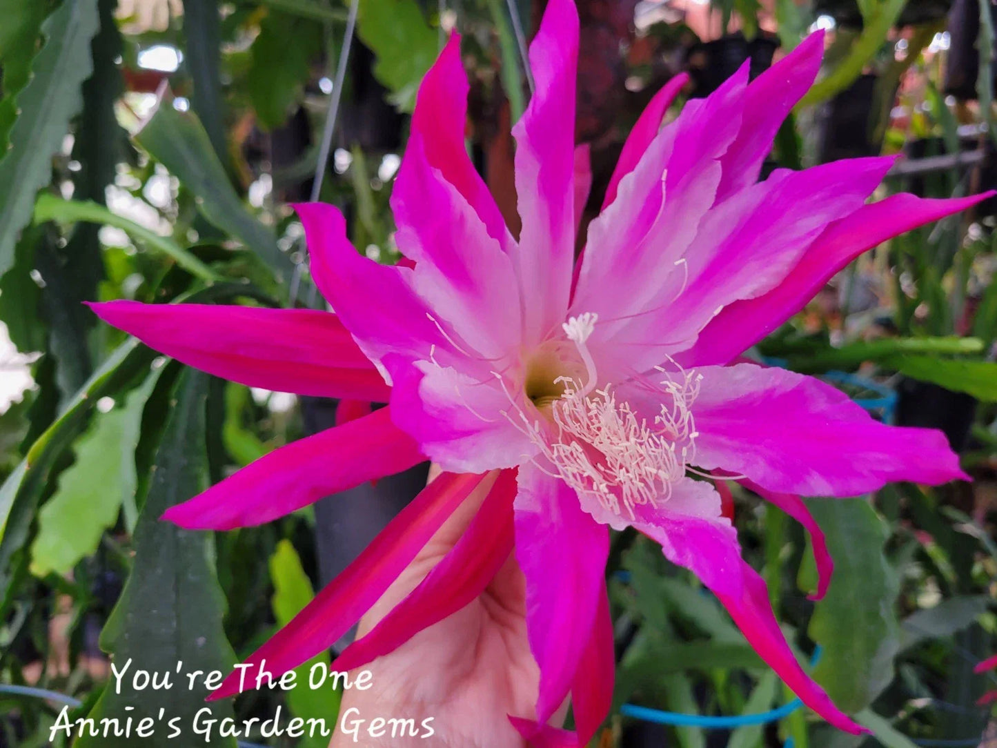 Epiphyllum You're The One Unrooted Cuttings 8-10 Inches for Indoor Propagation