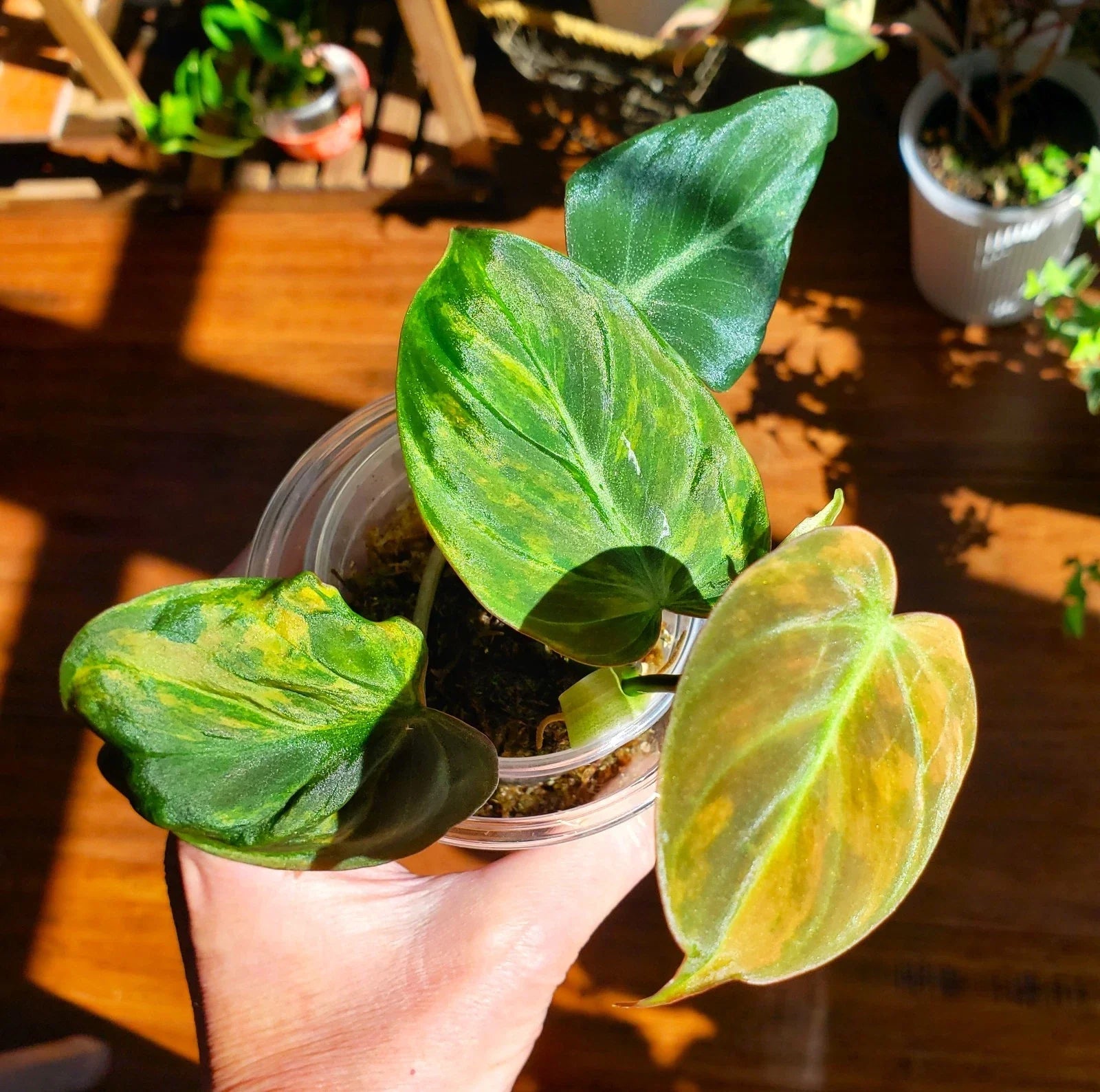 Rooted Philodendron Micans Variegated Pink Aurea Plant – Indoor Houseplant in 4-Inch Pot