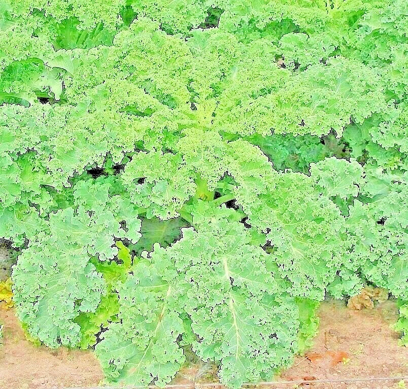 Kale Seeds Dwarf Spring Mix Non-GMO Vegetable Microgreens Brassica oleracea var. sabellica Seed Packet