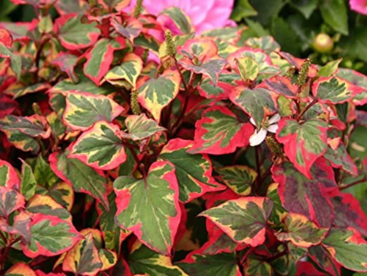 Bareroot Variegated Houttuynia Cordata Plants – Hardy Ground Cover, Live Perennial, Shade Tolerant, Low-Growing, 15 Plants