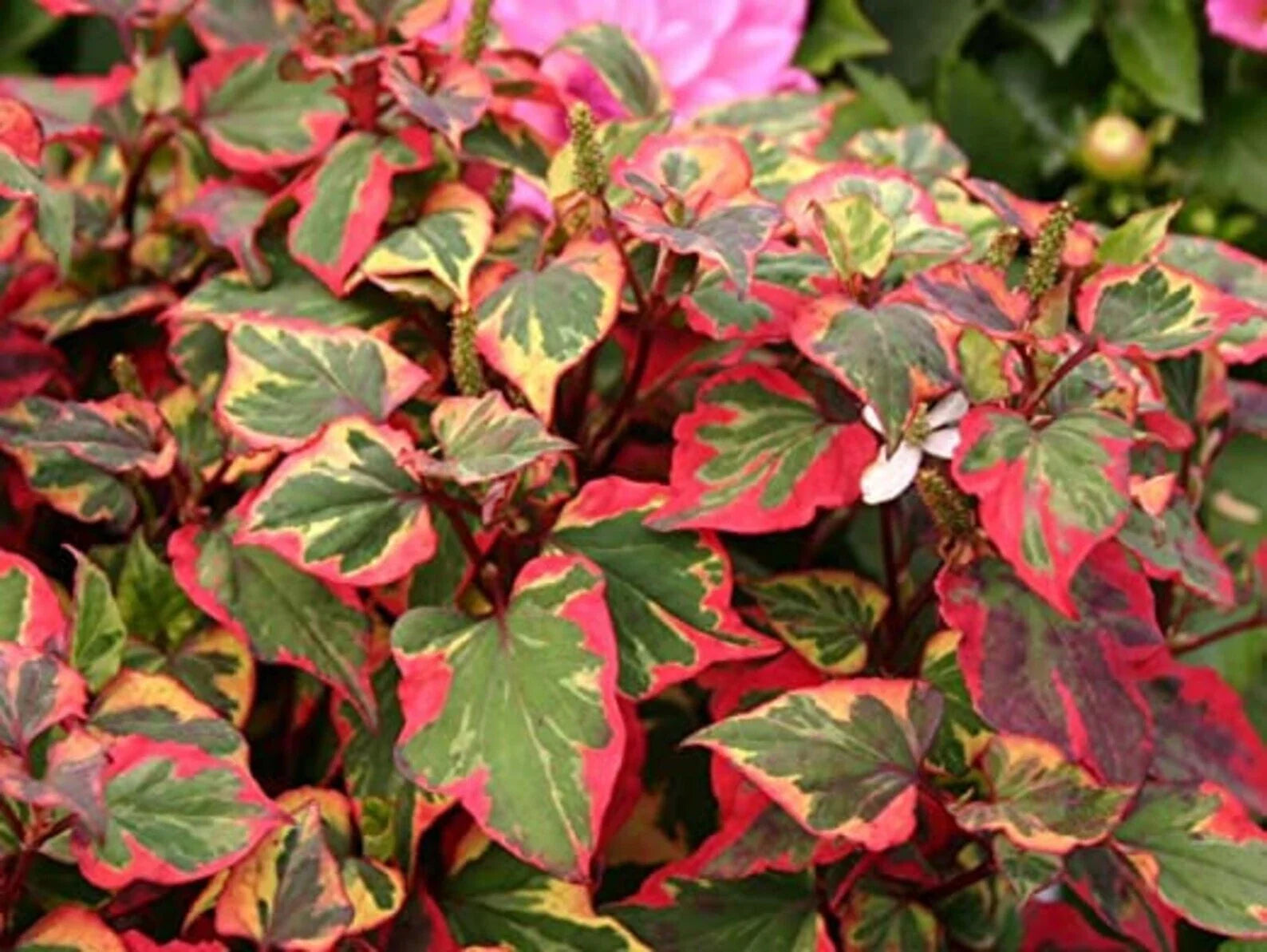 Bareroot Variegated Houttuynia Cordata Plants – Hardy Ground Cover, Live Perennial, Shade Tolerant, Low-Growing, 15 Plants