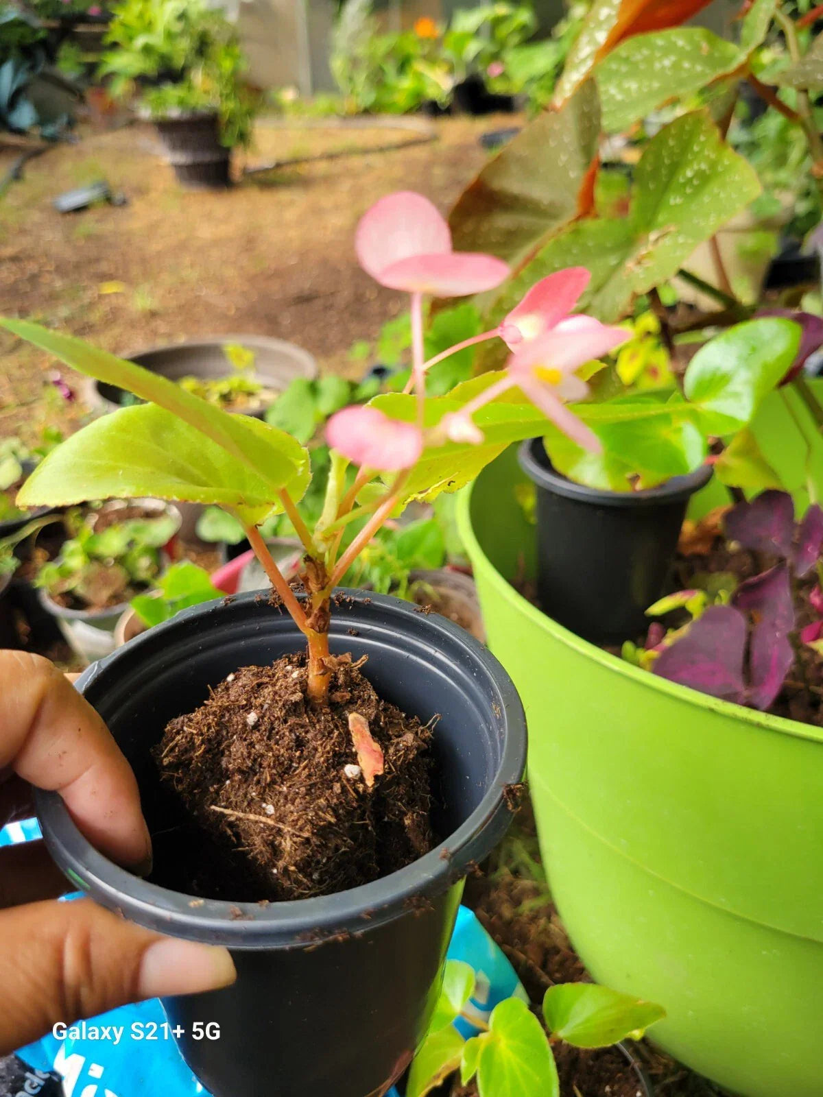 Begonia Grandis Pink Flower Perennial - Shade Loving Woodland Plant
