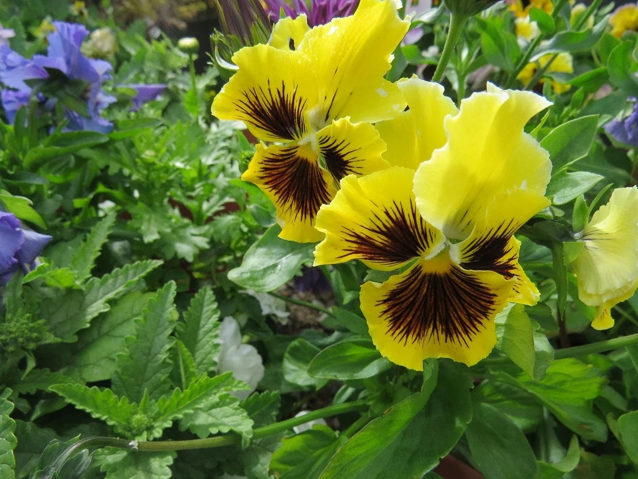 Pansy Seeds - Frizzle Sizzle Yellow - 50 Flower Seeds - Viola wittrockiana - Garden Planting, Annual, Bright Yellow Flowers