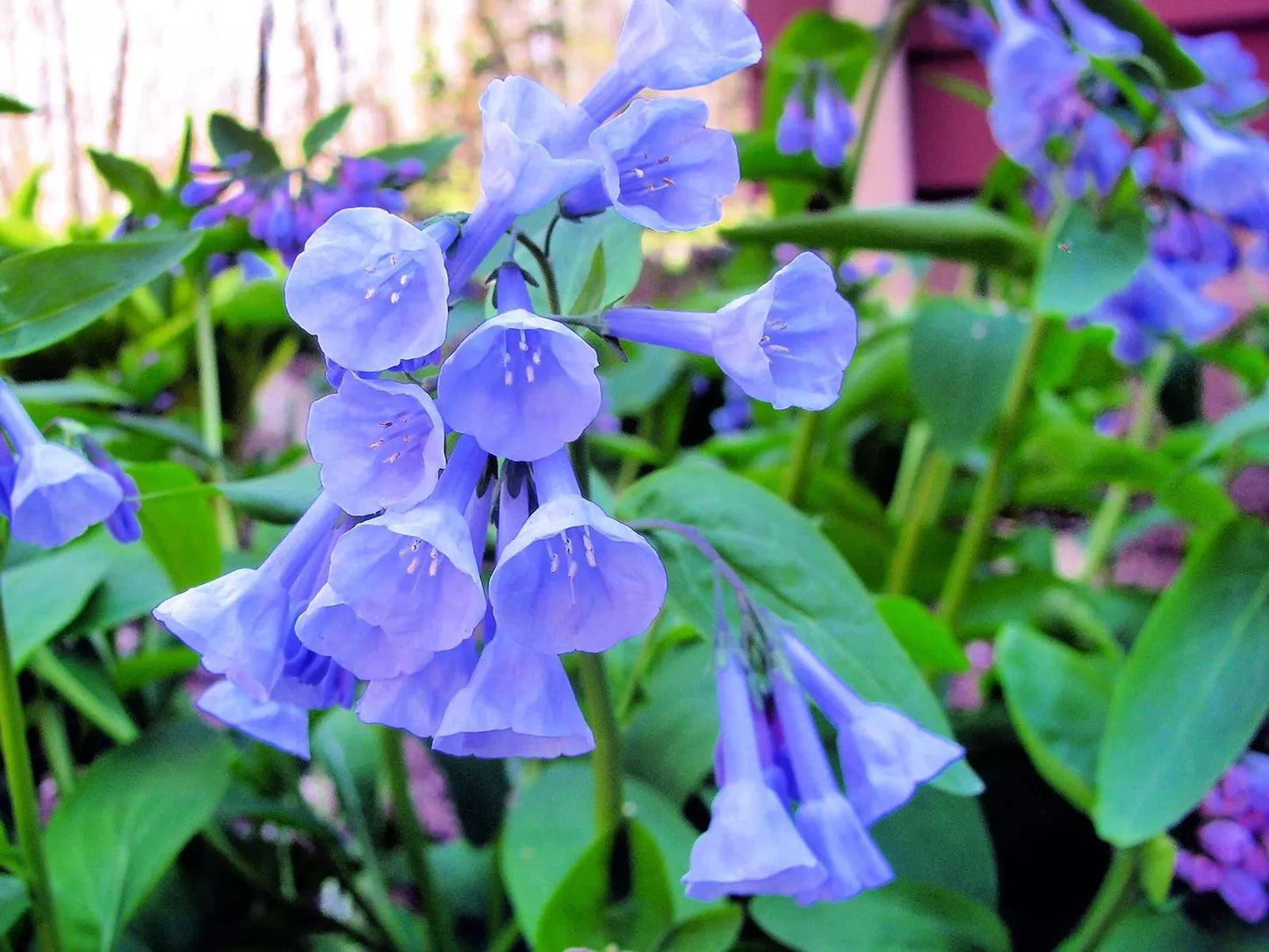 Virginia Bluebells Wildflower Seeds - 10 Seeds - Native Perennial Plant - Mertensia virginica for Shade Gardens