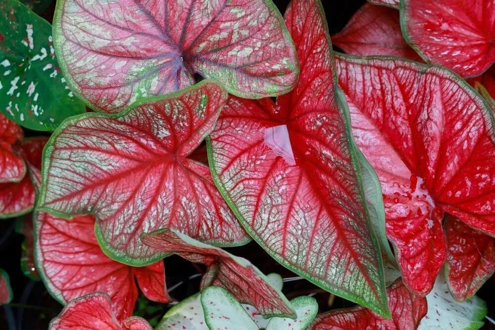 Caladium Bulbs 5-Pack Freida Hemple Variegated Foliage Caladium bicolor for Shade Gardens