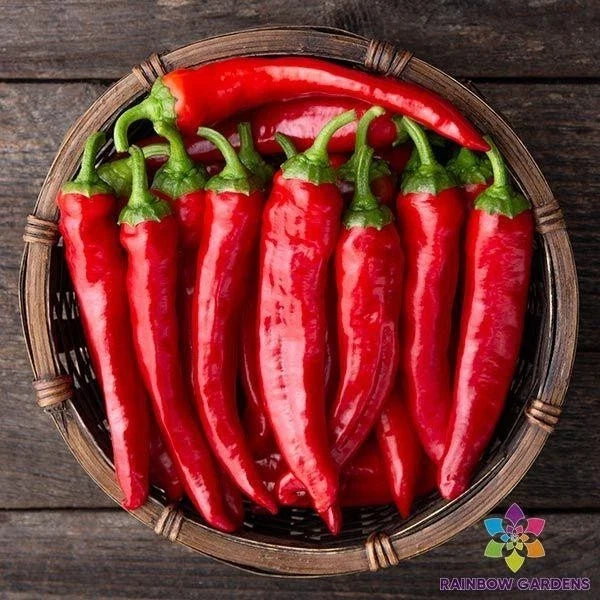 Red Cayenne Hot Pepper Seeds - 25+ Pack, Capsicum annuum, Spicy Vegetable for Garden & Container Planting, USA Grown
