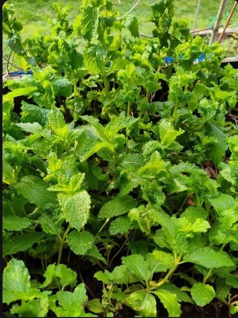 Live Organic Mojito Mint Plants - 3 Bare Root Mentha x villosa Perennial Herb for Cooking & Cocktails