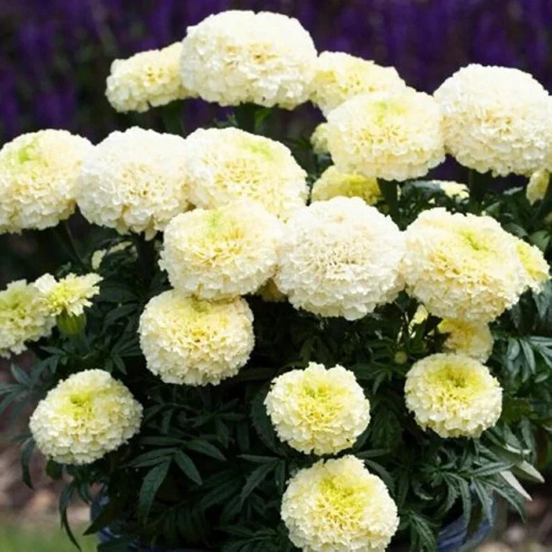 Dwarf White Gold Marigold Seeds – Organic Tagetes erecta Flower Seeds for Small Gardens & Pots, Free Shipping USA