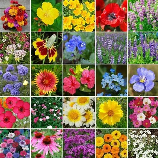 Wildflower Seed Mix - 5000 Non-GMO Heirloom Perennial Blend for Pollinator Gardens & Eco-Friendly Landscapes
