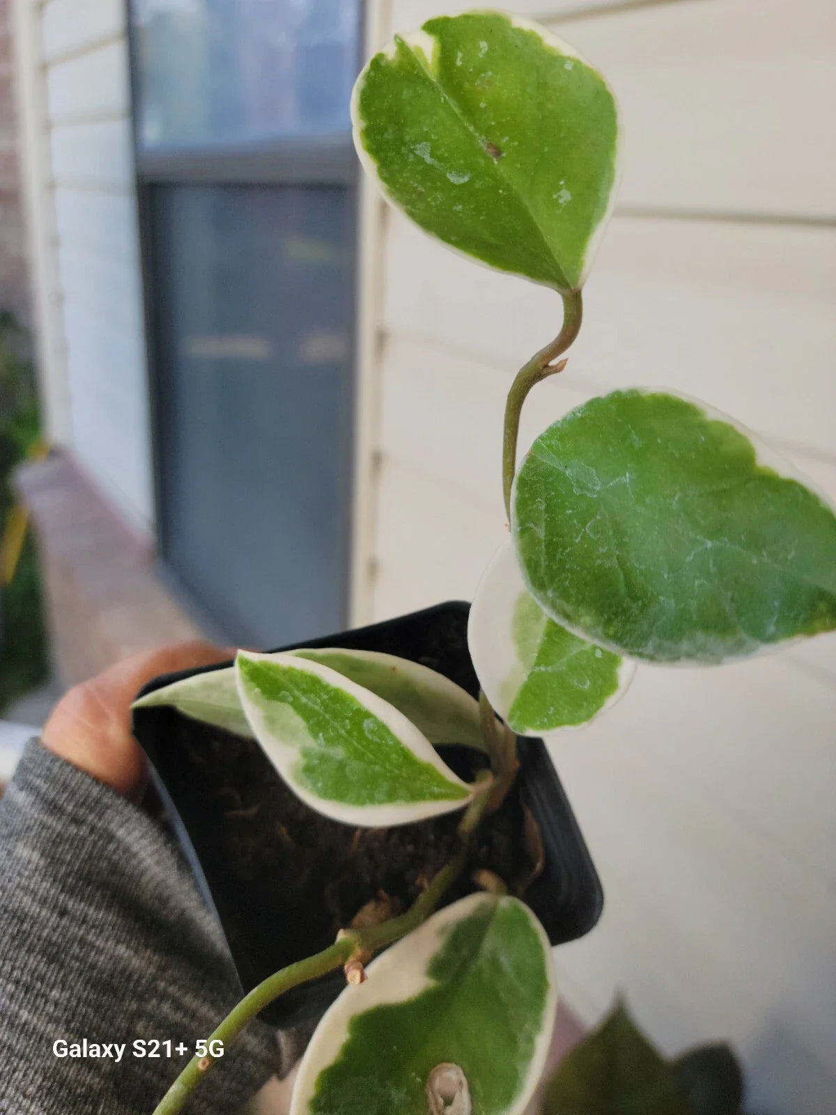 Hoya Tricolor Carnosa Krimson Queen Live Plant 4" Pot - Variegated Indoor Wax Plant