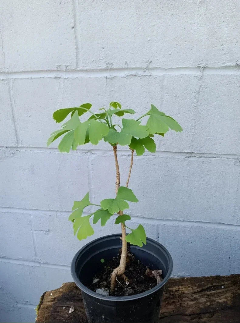 Ginkgo Tree Live Well Rooted Plant - Ginkgo biloba - 1-3 Years Old, 6-40" Tall