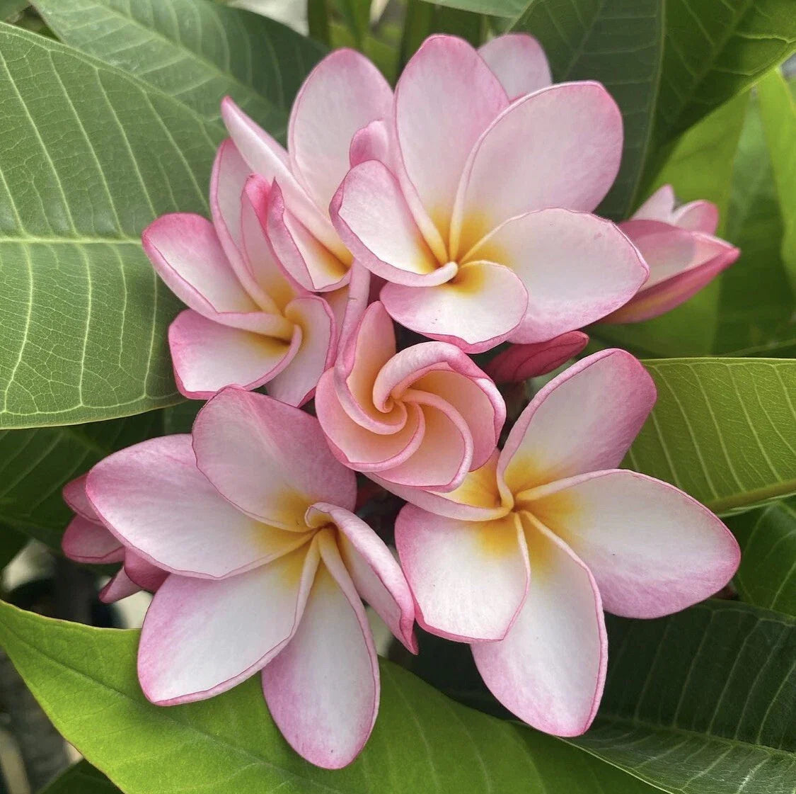 Rooted Plumeria Cutting - Maui Breeze Variety - Fragrant Blooming Plant - Plumeria rubra