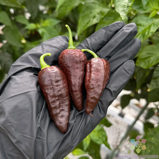 Chocolate Ghost Hot Pepper Seeds – 25+ Non-GMO Heirloom Capsicum chinense for Garden Planting, Full Sun, USA Grown
