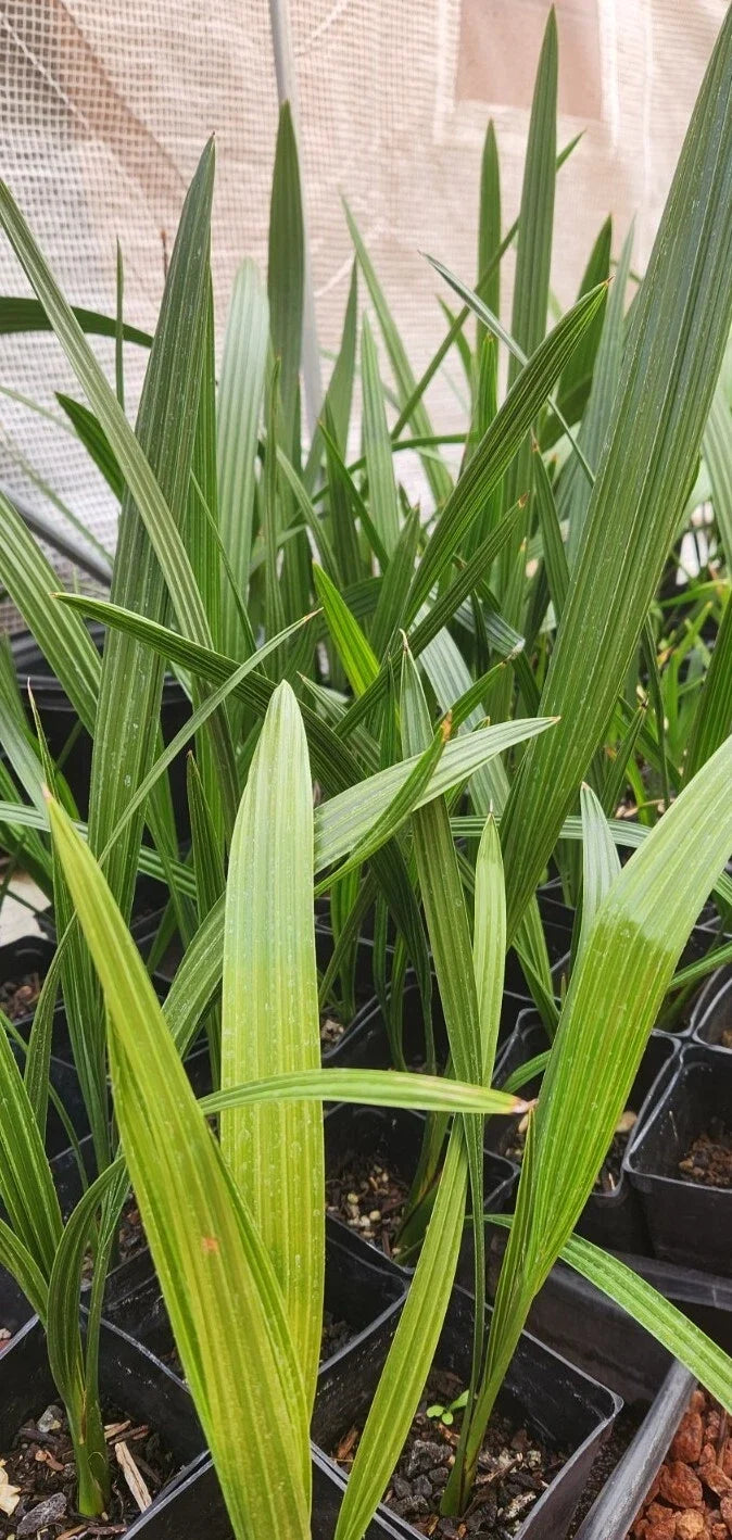 Medjool Date Palm Sapling 3.5" Pot | Phoenix Dactylifera Indoor Outdoor Tropical Plant
