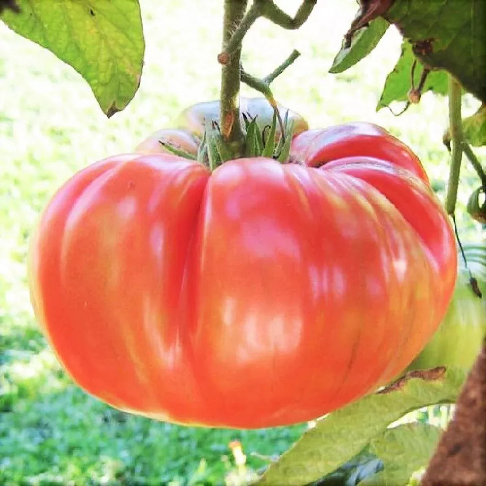 Ponderosa Pink Tomato Seeds Heirloom NON-GMO Bulk Solanum lycopersicum