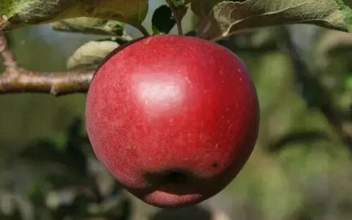 William Crump Apple Seeds - Organic Non-GMO Malus domestica for Home Gardening, Fruit Trees, USA Grown