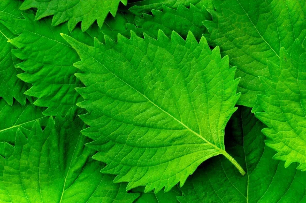 Green Shiso Seeds - Perilla frutescens var. crispa, 100+ Seeds for Planting, Japanese Herb, Sushi Garnish, Aromatic Green Leaves