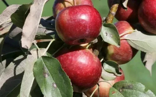Frostbite Apple Seeds - 25 Pack for Garden Planting - Malus domestica 'Frostbite' - USA Grown, Free Shipping