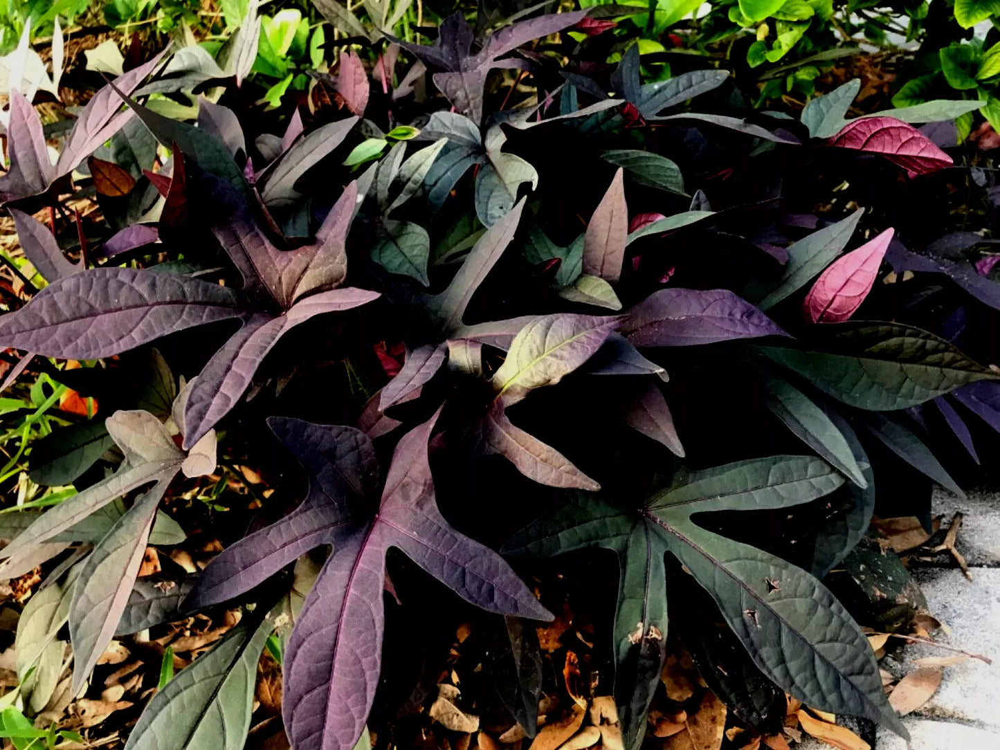 Blackie Sweet Potato Vine Cuttings – 5 Live Ipomoea batatas 'Blackie' Burgundy Foliage for Gardens & Containers