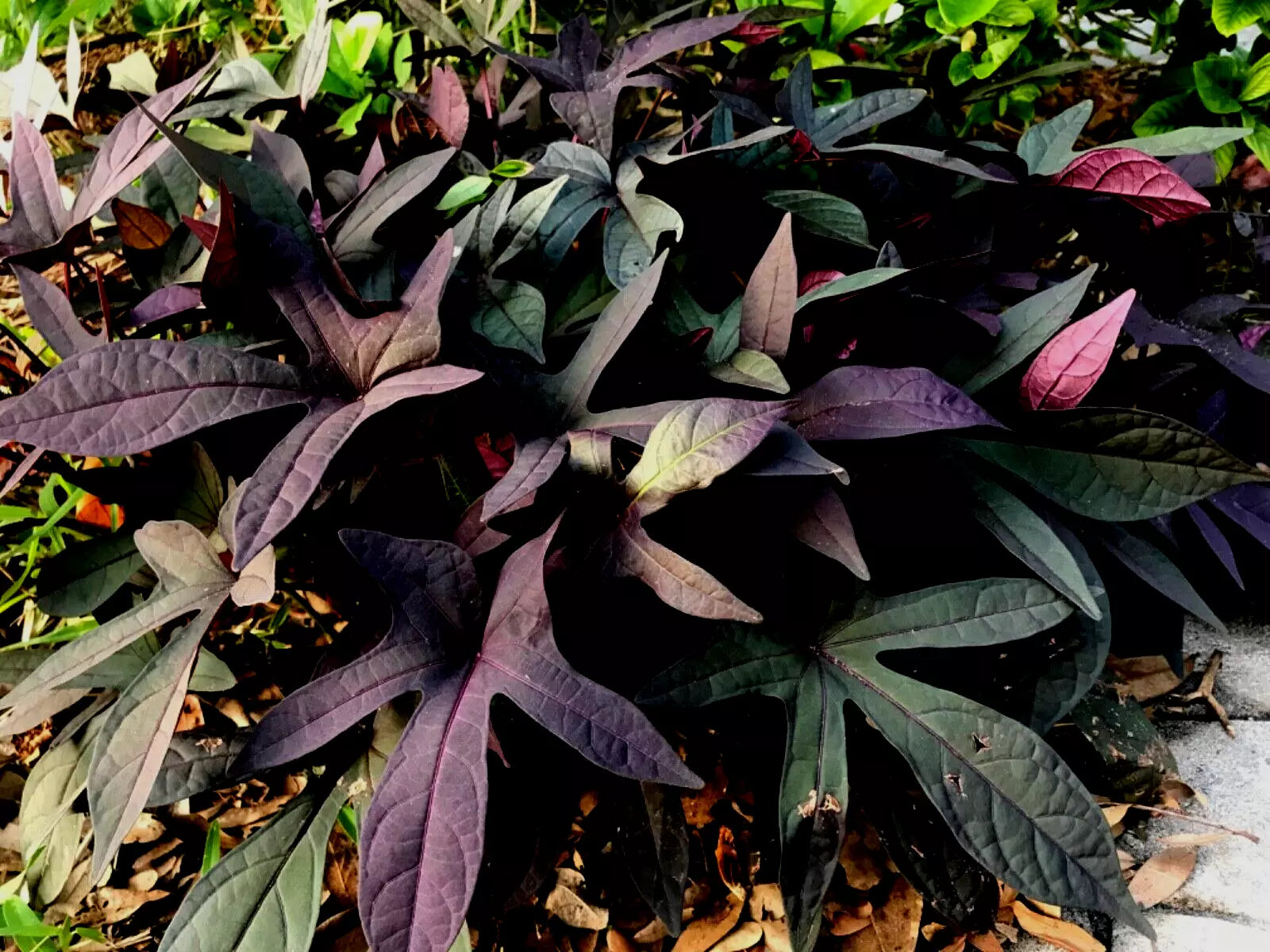Blackie Sweet Potato Vine Cuttings – 5 Live Ipomoea batatas 'Blackie' Burgundy Foliage for Gardens & Containers