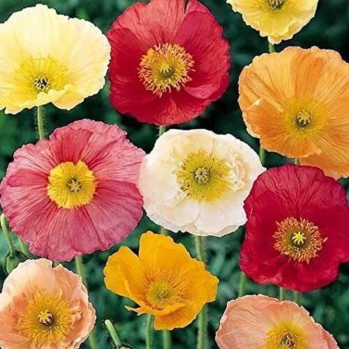 Iceland Poppy Seeds 500 Count - Papaver nudicaule - Colorful Flower Mix for Borders & Containers