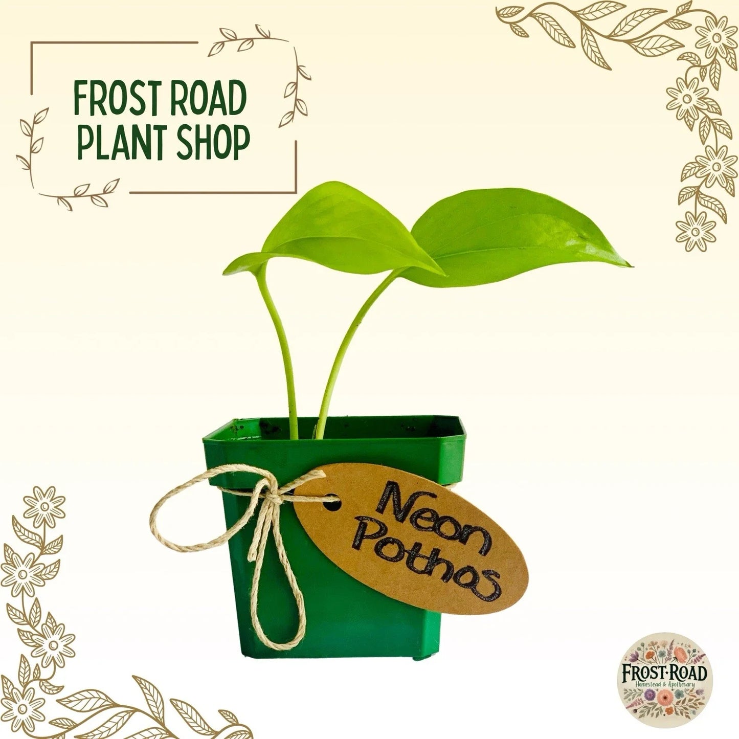 Neon Pothos Cuttings - Rooted Live Houseplant - Epipremnum aureum - Easy Care Indoor Plant for Bright or Low Light