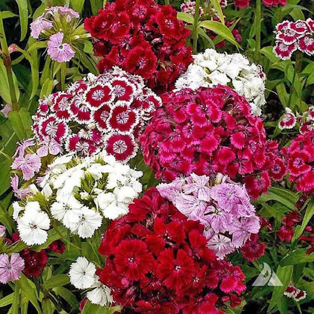 Mixed Color Sweet William Pinks Seeds, Dianthus Barbatus, Fragrant Blooms, Garden Flower Seeds, US Grown