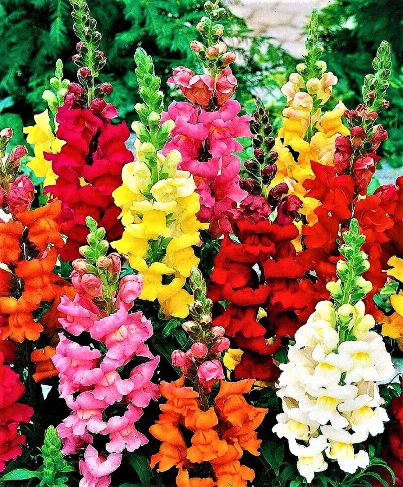 Snapdragon Seeds Tall Mix - 1,000+ Non-GMO Antirrhinum majus Seeds