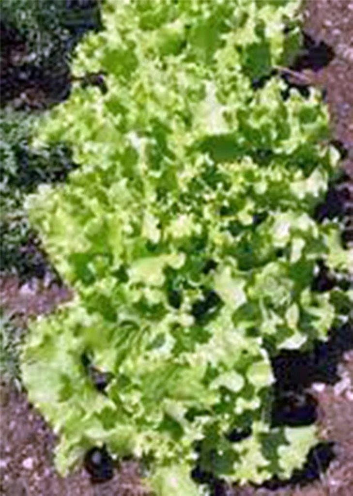 Lettuce Seeds, Grand Rapids Leaf, Heirloom, Non-GMO, 50+ Seeds, Lactuca sativa, Home Garden, Salad Greens