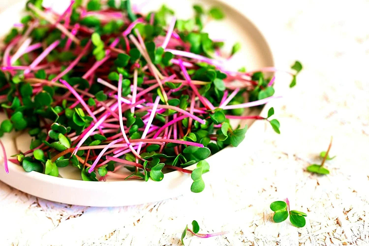Radish Sprout Seeds - 250 Count - Raphanus sativus - Indoor Gardening, Fresh Sprouts, Non-GMO