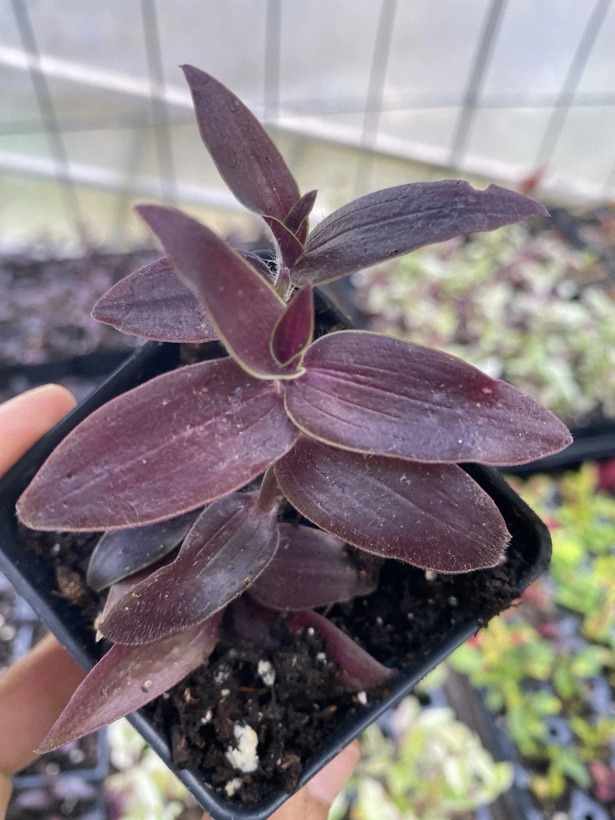 Dark Desire Wandering Dude Plant | Rare Tradescantia sp. | Live Indoor Houseplant in 3" Pot | Unique Foliage & Compact Growth