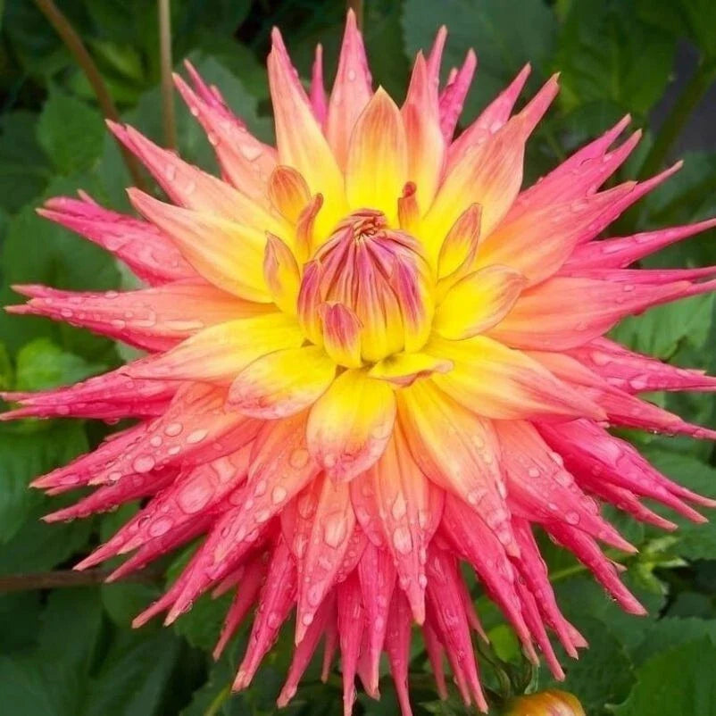 Dahlia Flower Seeds 20PCS - Perennial Vibrant Blooming Varieties - Dahlia pinnata Seeds for Gardens & Borders