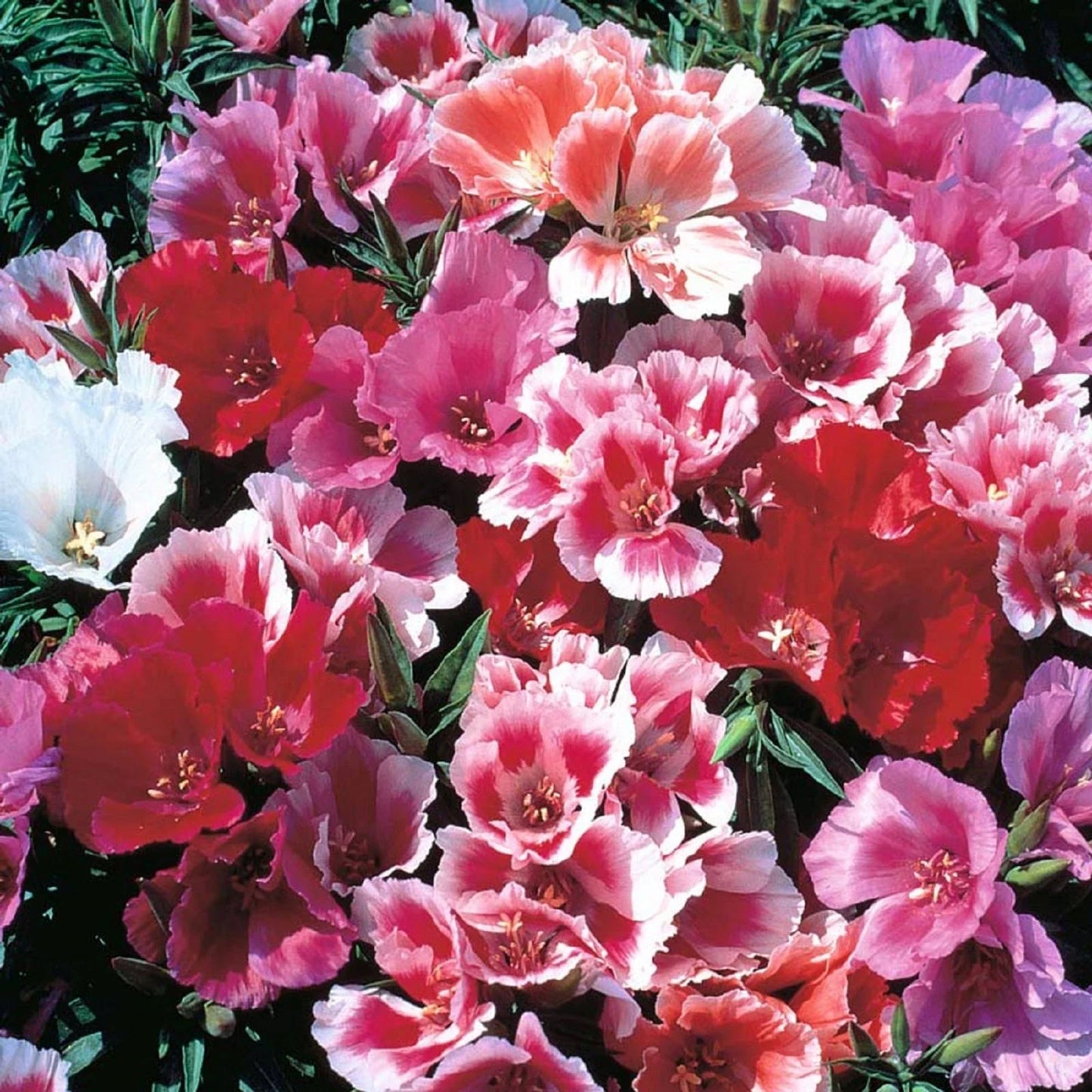 Godetia Seeds 200 Pack – Clarkia amoena Pink Flowers for Gardens, Borders & Containers