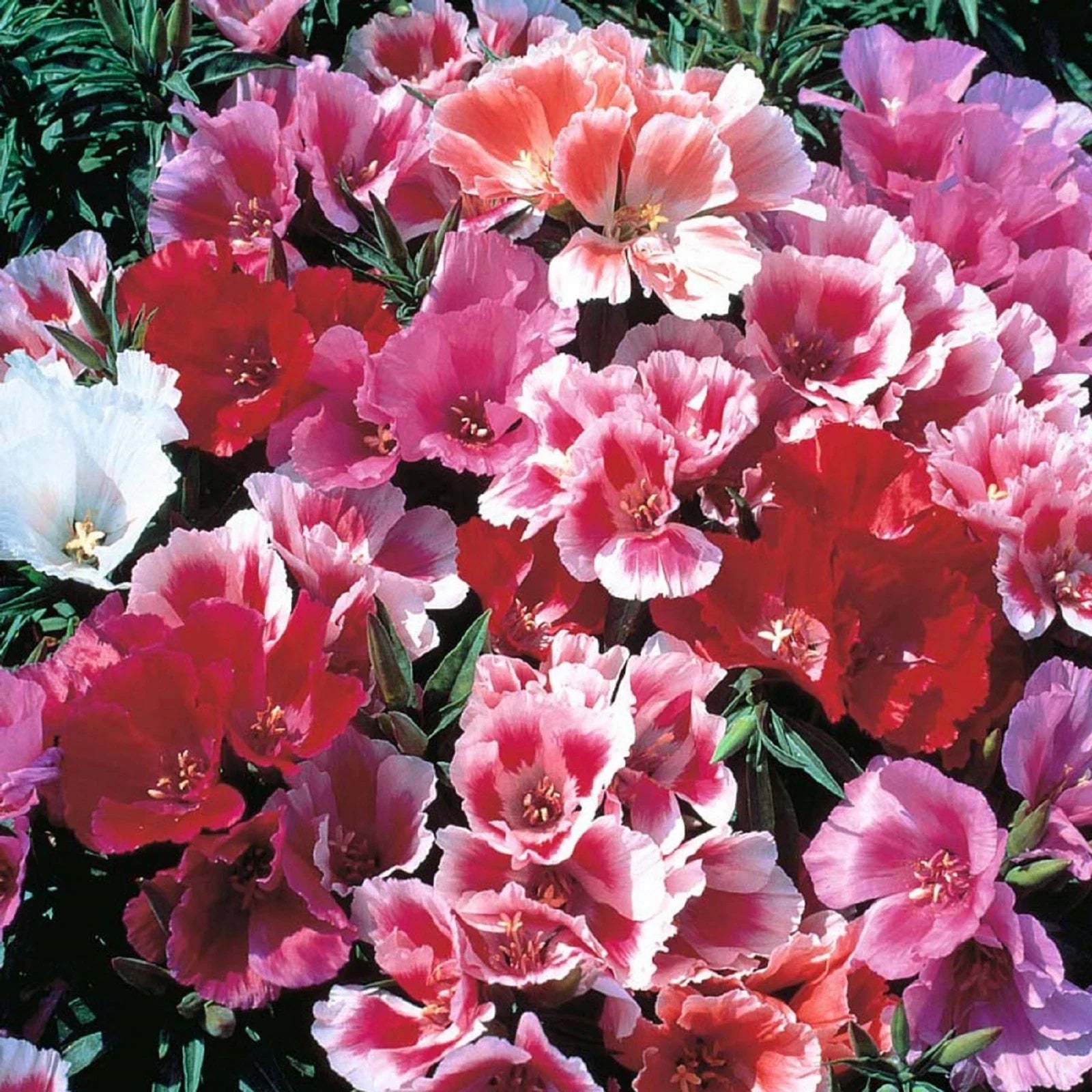 Godetia Seeds 200 Pack – Clarkia amoena Pink Flowers for Gardens, Borders & Containers