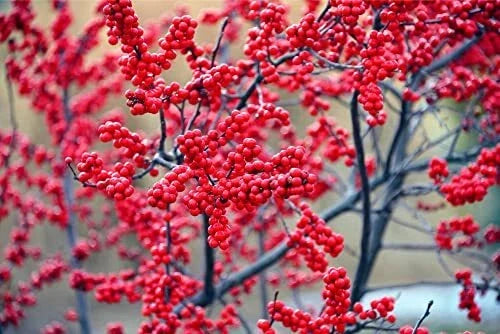Winterberry Bush Seeds - 50 Pack Ilex verticillata for Winter Garden, Bird-Friendly, Moist Soil, Deciduous Shrub Seeds