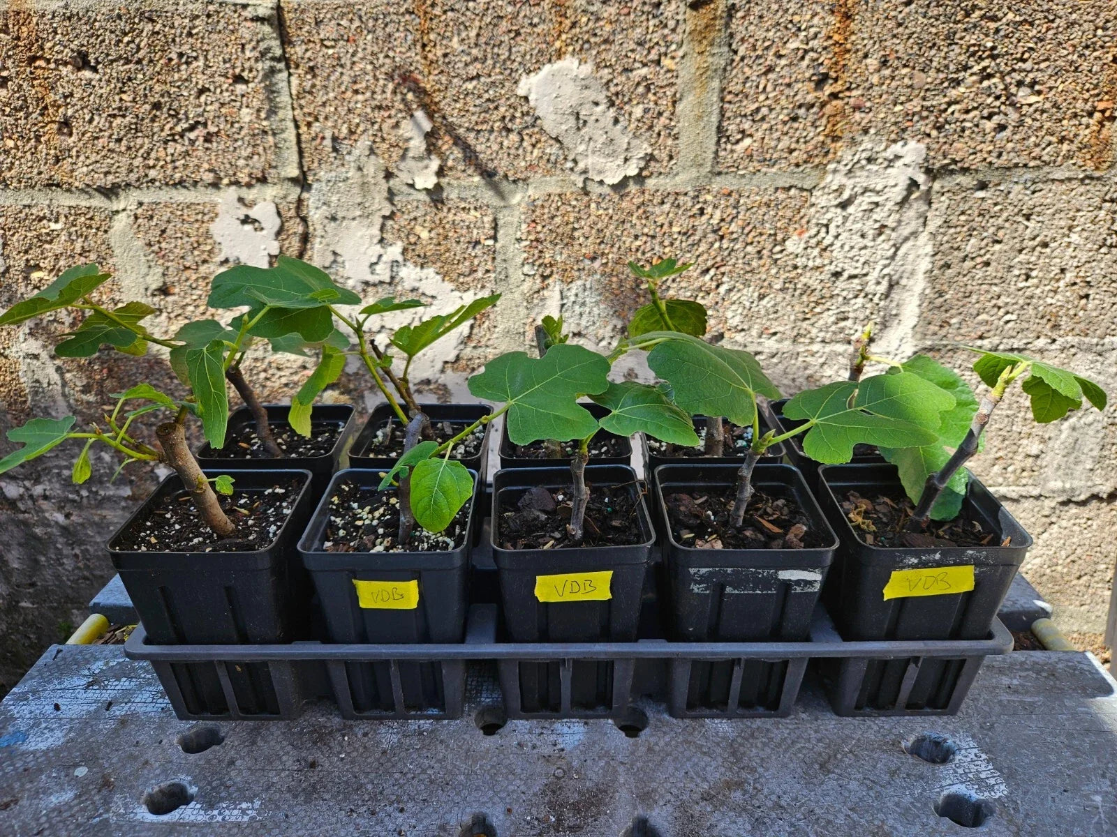 Fig Tree Starter Plant - Rooted Cutting - Ficus carica Edible Fruit - Indoor Outdoor Gardening