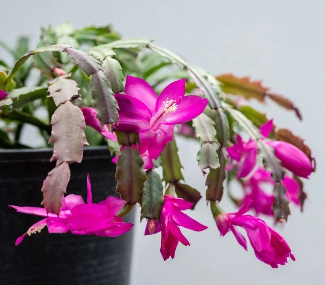 Purple Christmas Cactus Live Plants in 3-Inch Pot, Schlumbergera, Indoor Holiday Decor, 5-6 Inches Tall