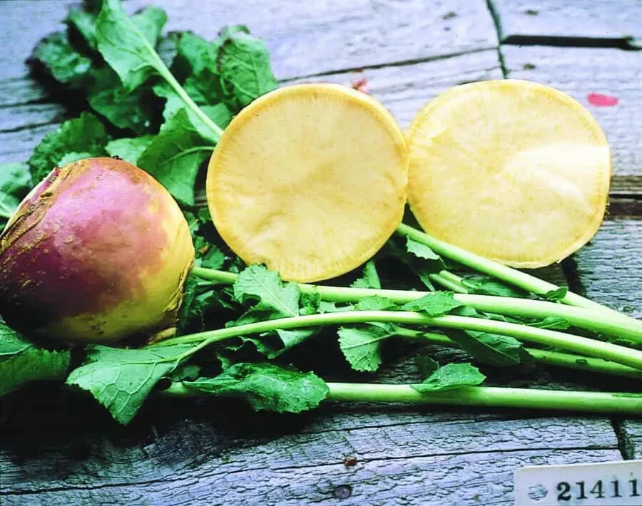 Thomson Laurentian Rutabaga Seeds - 500+ Non-GMO Brassica napus Seeds USA Grown